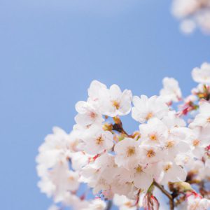 kiedy jechać do japonii
