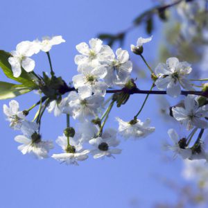 kiedy kwitną wiśnie w japonii